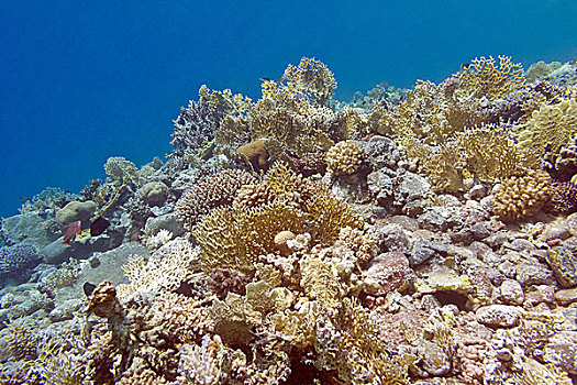 珊瑚礁,珊瑚,仰视,热带,海洋,水下