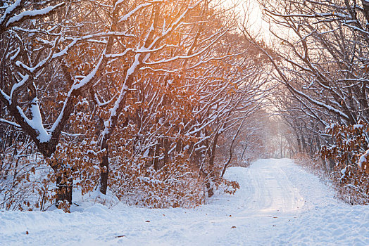 冬天的雪路