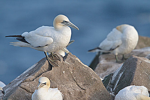 北方,塘鹅,憨鲣鸟,栖息,悬崖,纽芬兰,加拿大