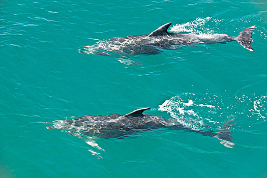 新西兰,北岛,岛屿湾,宽吻海豚,大幅,尺寸