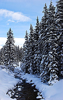 树林,雪中,路易斯湖,班芙,艾伯塔省,加拿大