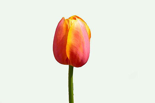 纯色背景花卉－郁金香