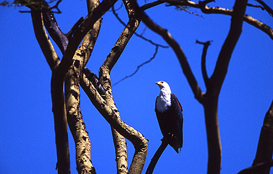 秃鹰,坦桑尼亚