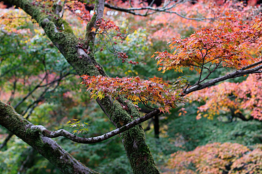 日本京都东福寺