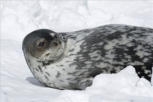 威德尔海豹,韦德尔氏海豹,休息,冰,南极半岛,南极