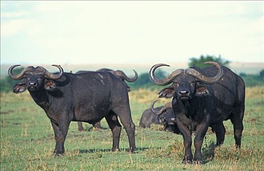 水牛,非洲水牛,马赛马拉,肯尼亚,非洲