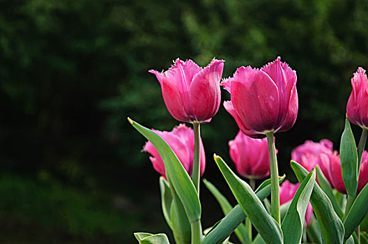 美丽的郁金香花