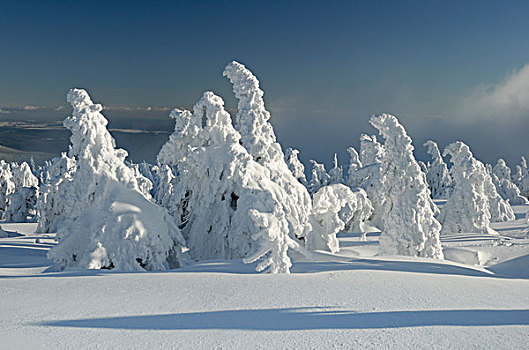 积雪,树,冬季风景,布罗肯,山,哈尔茨山,萨克森安哈尔特,德国,欧洲