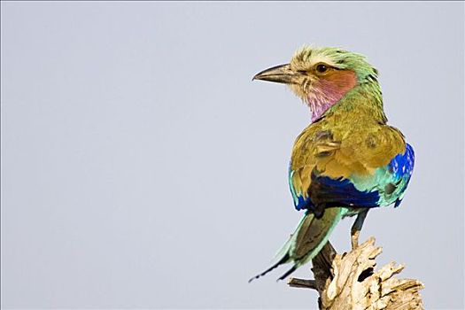 紫胸佛法僧鸟,紫胸佛法僧,莫瑞米,国家公园,奥卡万戈三角洲,博茨瓦纳,非洲
