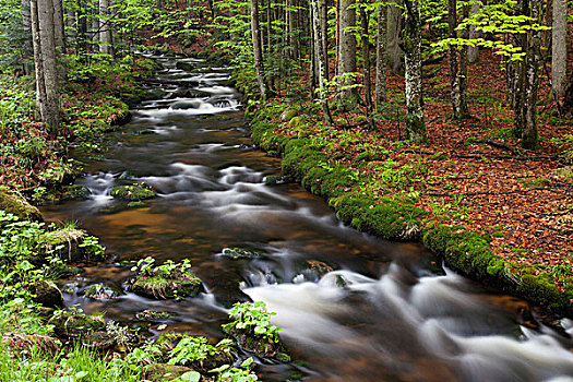 河流,巴伐利亚森林国家公园,巴伐利亚,德国,欧洲