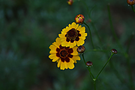 两色金鸡菊