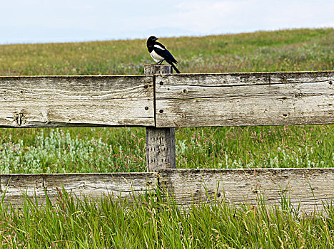 鸟,栖息,木篱,农场,艾伯塔省,加拿大