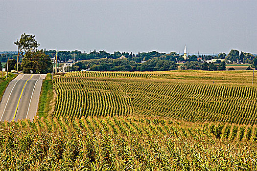 玉米田,乡村,安大略省,加拿大