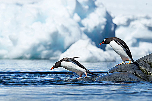 南极,线条,巴布亚企鹅,跳跃,海洋,岩石,海岸线