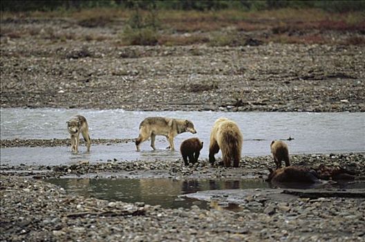 大灰狼,狼,靠近,大灰熊,棕熊,驼鹿,畜体,德纳利国家公园和自然保护区,阿拉斯加