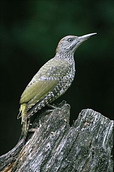 欧亚混血,绿色,绿啄木鸟,幼小,栖息,欧洲