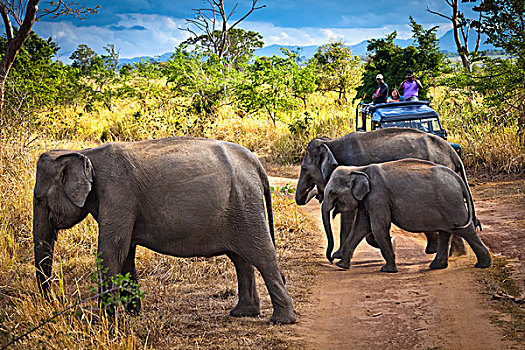 人,旅行队,看,大象,国家公园,斯里兰卡
