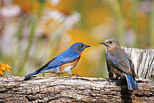 东方,蓝知更鸟,雌性,栅栏,靠近,花园