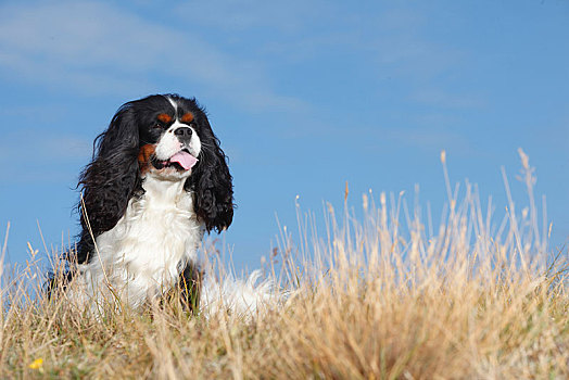 查尔斯王犬,三种颜色,雄性,坐,草地,蓝天