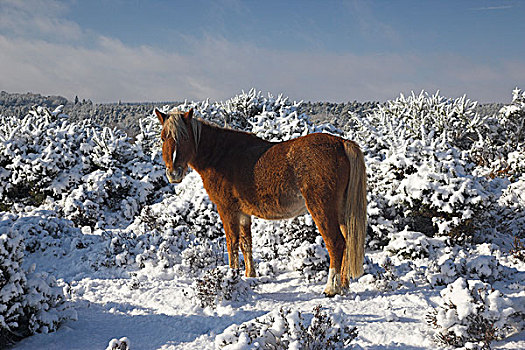 英格兰,汉普郡,新森林地区,小马,雪中,遮盖