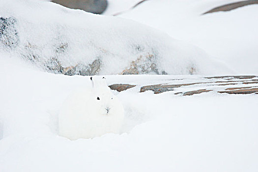 北极兔,兔属,极地,兔子,冬天,暴风雪