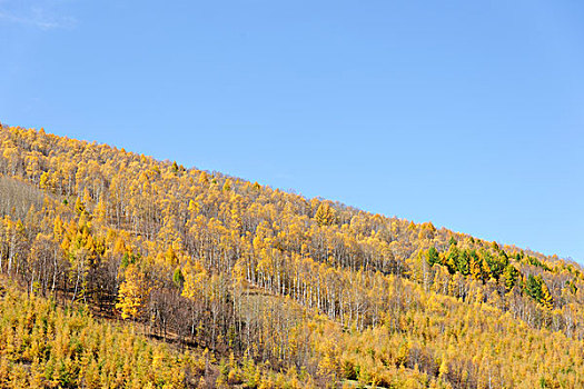 秋天山坡树林