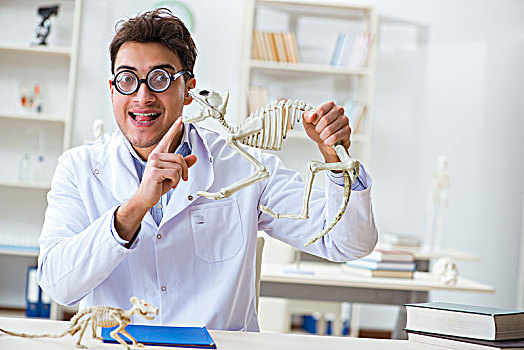 有趣,疯狂,学生,博士,学习,动物骨骼