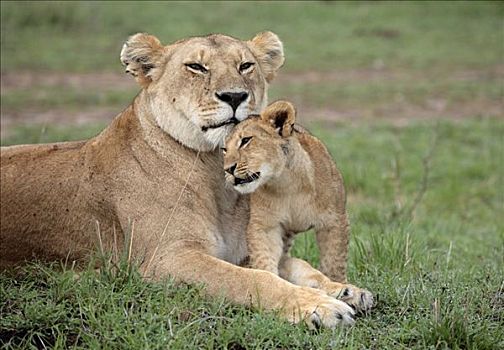 雌狮,狮子,幼兽,马赛马拉国家保护区,肯尼亚