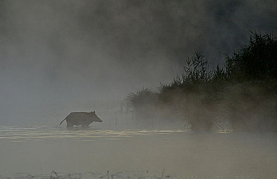 野猪,站在水中,雾气,多瑙河,下奥地利州,奥地利,欧洲