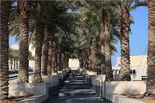 棕榈树,小路,博物馆,伊斯兰艺术,多哈,卡塔尔