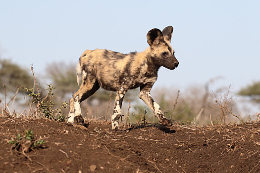 非洲野犬 驯化图片