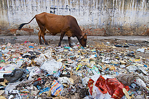 母牛,吃,垃圾,街道,德里