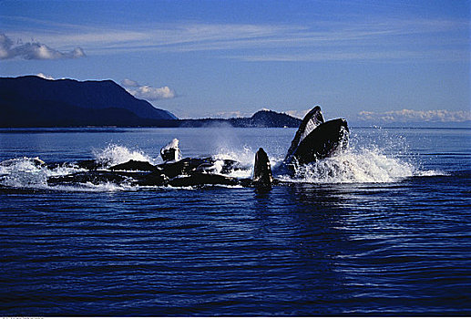 驼背鲸,弗雷德里克湾,阿拉斯加,美国