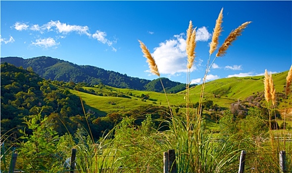 漂亮,风景,新西兰