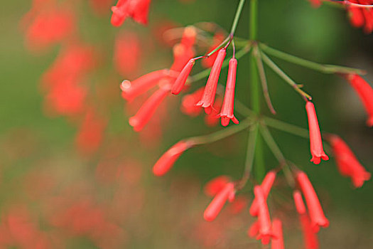 炮仗花