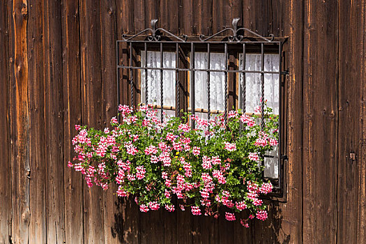 窗户,木墙,花,传统,美感
