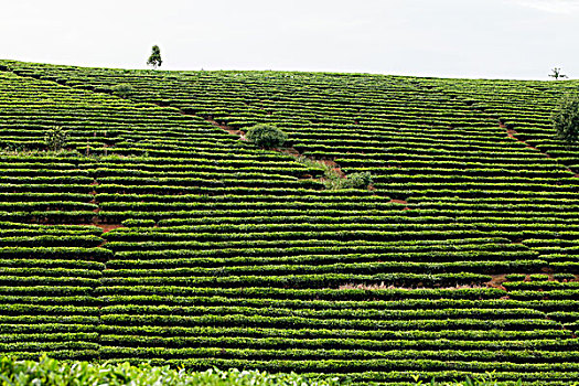 茶山普洱大度岗茶山