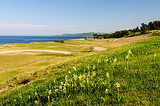 瑞典,自然保护区,黄花九轮草,樱草花,盛开,海边,山