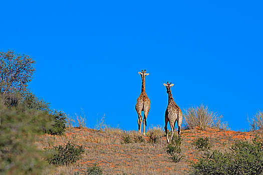 长颈鹿,两个,幼兽,走,上面,红色,沙丘,卡拉哈迪,国家公园,北开普,南非,非洲