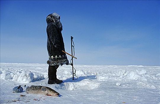 因纽特人,女人,钓鱼,冰,洞,抓住,鱼,旁侧,迁徙,海岸,北极圈,海洋,极北地区,阿拉斯加