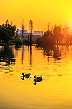 黄昏时湖上游的两只鹅