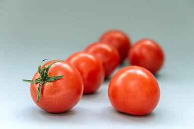 番茄植物图片