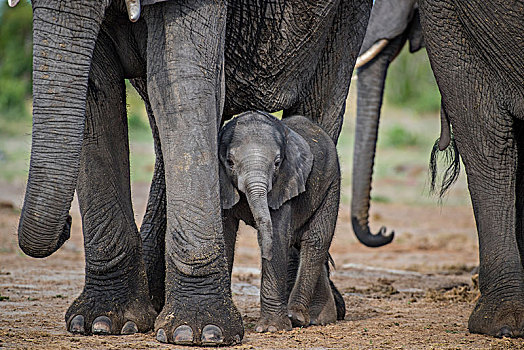 非洲象,白天,老,幼兽,乔贝国家公园,乔贝,地区,博茨瓦纳,非洲