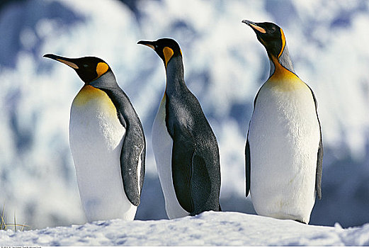 帝企鹅,金港,南乔治亚,南极