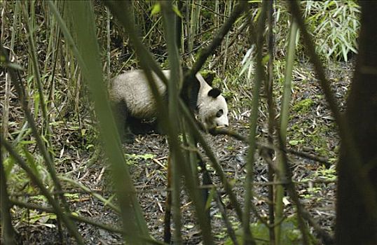 大熊猫,风景,竹子,茎,卧龙自然保护区,中国
