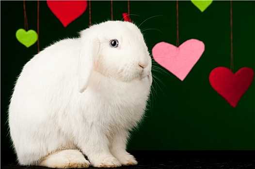 兔子,情人节,复活节兔子