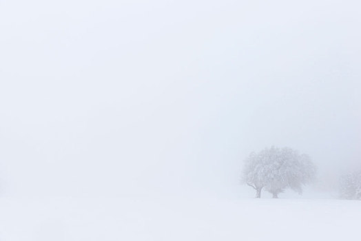 德国,黑森林,山,欧洲山毛榉,雪,树,冬天