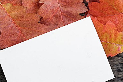 秋天,背景,红栎,叶子,弄脏,橡树,桌子,俯视