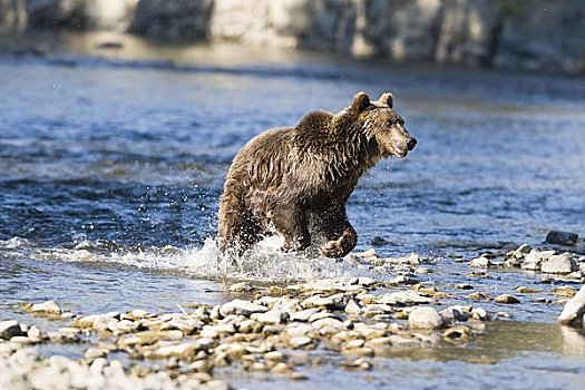 棕熊,走,溪流,蒙大拿,美国