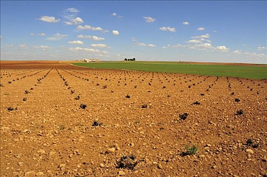 干燥,农业,风景,靠近,雷阿尔城省,西班牙